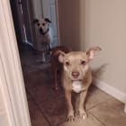 Pepper and gizmo