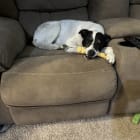 Bella