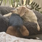 Gucci and Snickerdoodle