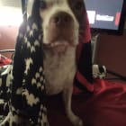 Deebo