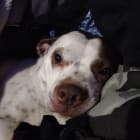 Deebo