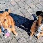Bella and Ollie