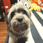 Bruno