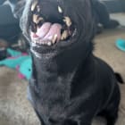 Henry Taco
