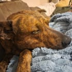 Murphy
