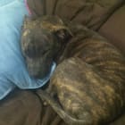 Ellie