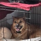 Maggie