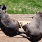 Sassy and Jaxx