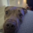 Penny