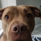 Penny