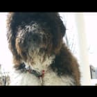 Chase