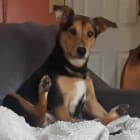 Rosie