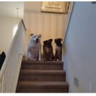 Mo and Bella