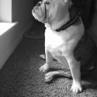 Fiona