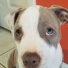 Bella