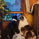 Sargent and Rivet