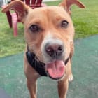 Butternut