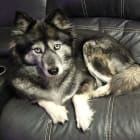 Kaji