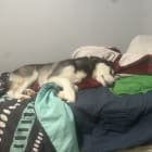 Loki