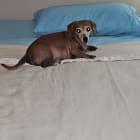 Lila