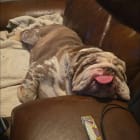 Chubbs