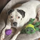 Loki aka Loki Pokey -