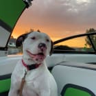 Loki aka Loki Pokey -