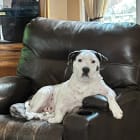 Loki aka Loki Pokey -