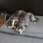 Storm and Diesel