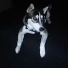 Bandit