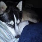 Bandit