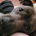 Chulo
