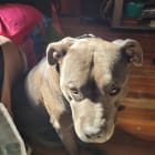 Chulo