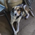 LULU - rescued Great mix