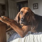 Lucille