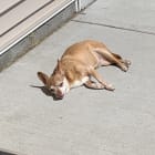 Izzy