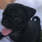 Rocco - Lucca