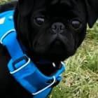 Rocco - Lucca