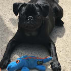 Rocco - Lucca