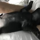 Rocco - Lucca