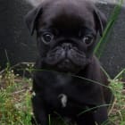 Rocco - Lucca