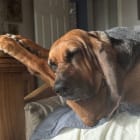 Lucille
