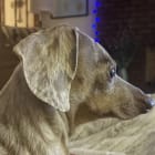 Daphne