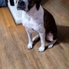 Roxy