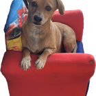 Roxy