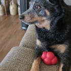 Rascal