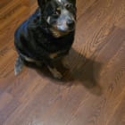 Rascal