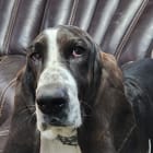 Angus