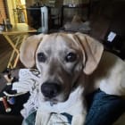 Jasper