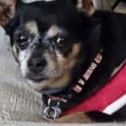 Gracie